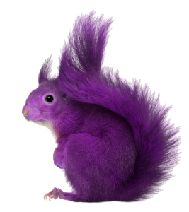 purplesquirrel
